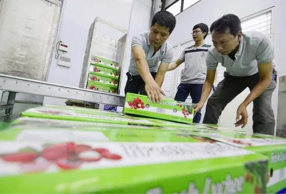 Lo thị trường cho 180.000 tấn vải thiều Bắc Giang giữa đại dịch ảnh 3