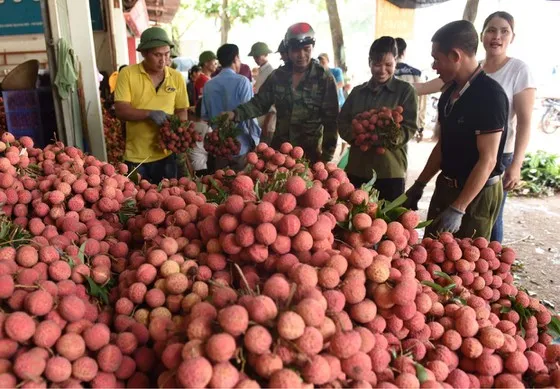 Lo thị trường cho 180.000 tấn vải thiều Bắc Giang giữa đại dịch ảnh 1