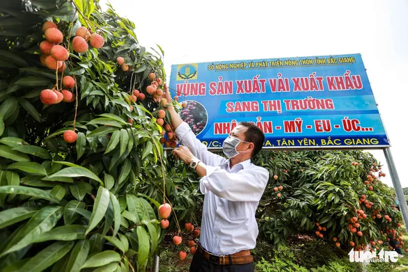 Một ngày, khách Nhật mua gần 20 tấn vải thiều Bắc Giang, giá 340.000 đồng/kg ảnh 1