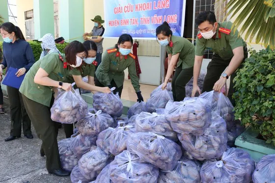 Giá khoai lang miền Tây thấp không tưởng, chỉ còn hơn 650 đồng/kg ảnh 1