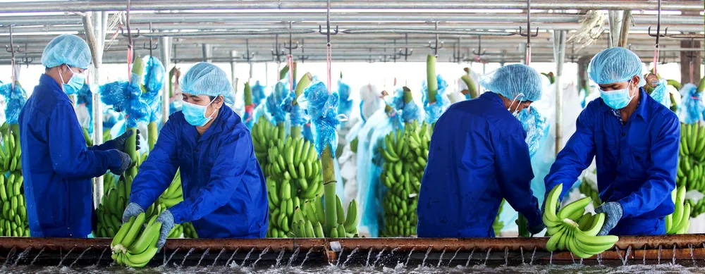 Trồng chuối tại một nông trường của HAGL Agrico... Ảnh: IT