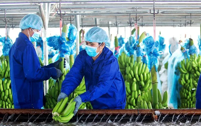 Lý do Thaco tiếp quản công ty nông nghiệp của bầu Đức ảnh 2