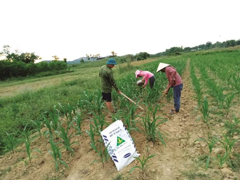 Người nông dân chấp nhận giá phân bón tăng do nguồn nguyên liệu đầu vào của các nhà máy tăng, tuy nhiên phải hợp lý .