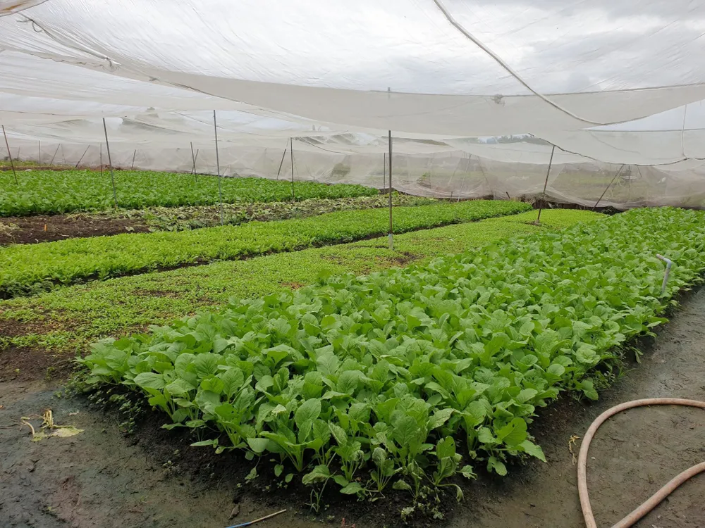 Rau củ ế đầy đồng không ai mua ảnh 1