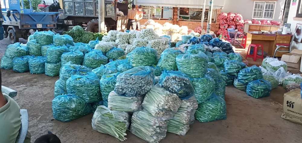 Rau củ ế đầy đồng không ai mua ảnh 2