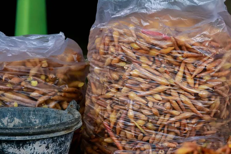 Cuộc săn lùng xuyên tâm liên để chữa Covid-19 ở Thái Lan ảnh 2