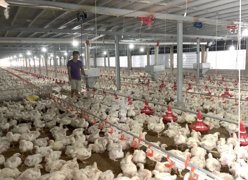 Bộ Nông nghiệp bàn chuyện tiêu thụ nhãn, chuối, tôm cua… cho miền Nam ảnh 2