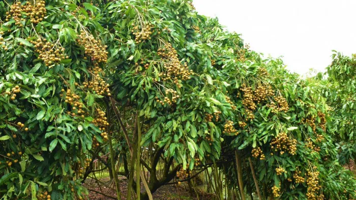 Bộ Nông nghiệp bàn chuyện tiêu thụ nhãn, chuối, tôm cua… cho miền Nam ảnh 1