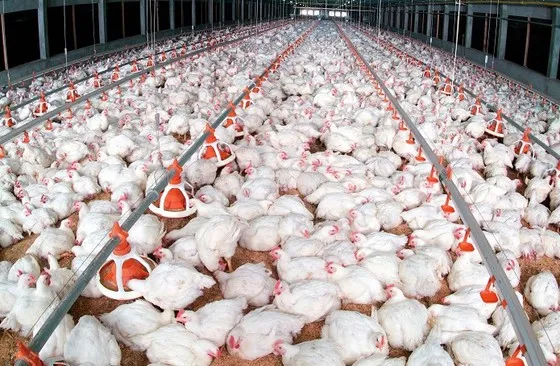 Tết năm nay, dự báo khủng hoảng thiếu thịt gà ảnh 1