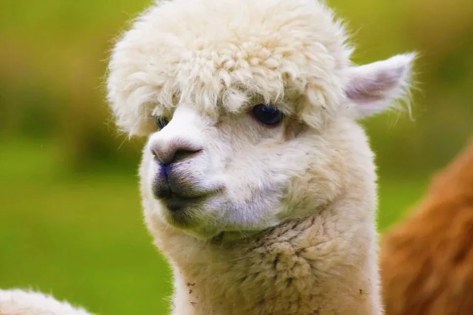 Phát hiện kháng thể chặn được biến chủng Delta ảnh 1