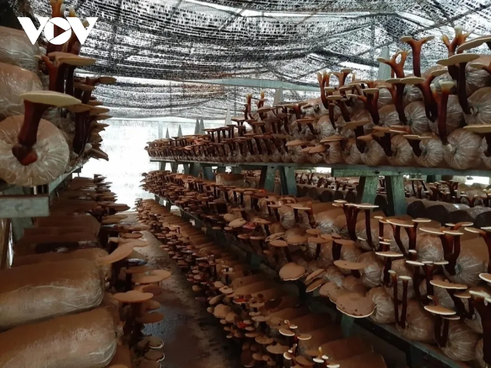 TP.HCM đẩy mạnh ứng dụng công nghệ cao để phát triển nông nghiệp ảnh 1