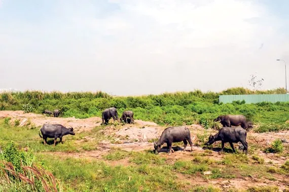 According to data of Construction Management Office in Ho Chi Minh City, 76% of real estate projects have been suspended due to the problems of mixed land, and only 24% projects cover residential land.