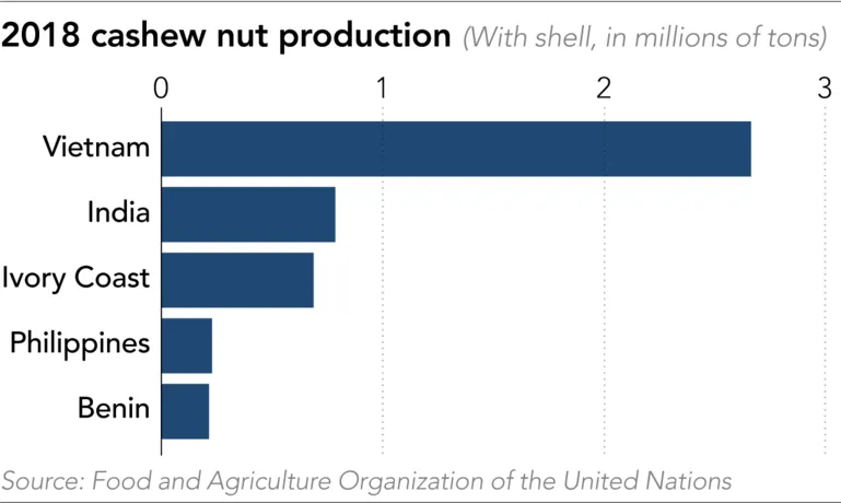Vietnam is the undisputed king of global cashew nut producers ảnh 1