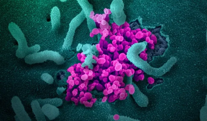 Covid-19: Mỹ bắt đầu tập trung điều tra rủi ro vũ khí sinh học - Ảnh 1.