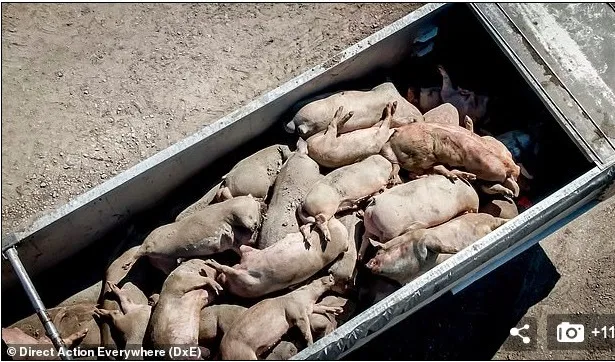 Hàng nghìn con lợn bị xông hơi đến chết vì Covid-19 ảnh 2 Hàng nghìn con lợn bị xông hơi đến chết vì Covid-19