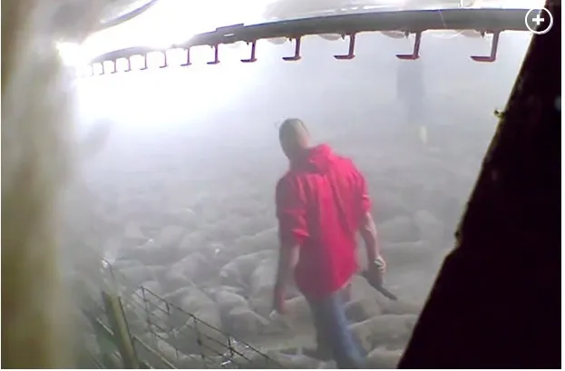 Hàng nghìn con lợn bị xông hơi đến chết vì Covid-19