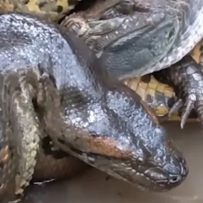 Khoảnh khắc cái ôm tử thần của trăn Anaconda với cá sấu Caiman
