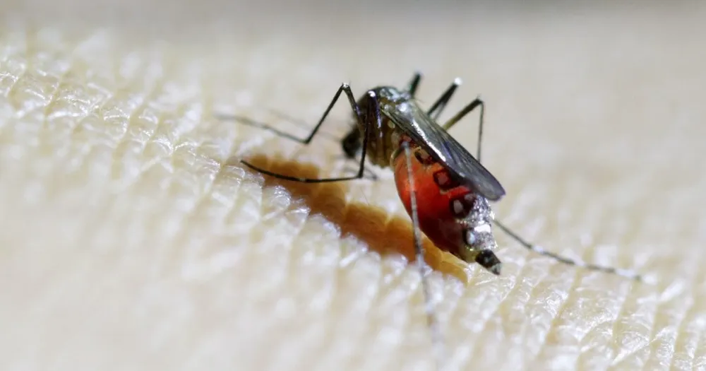 WHO cảnh báo Đông Nam Á có nguy cơ bùng phát sốt chikungunya