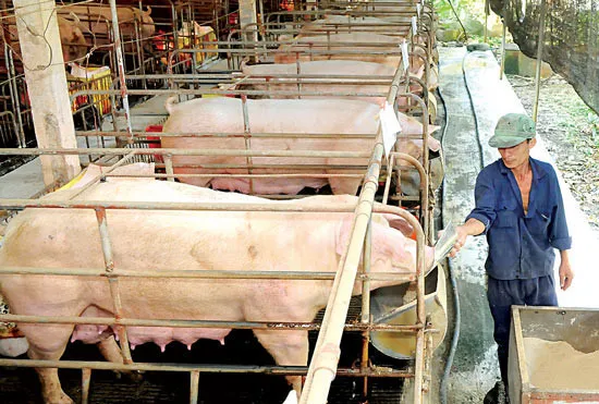 Nuôi heo theo tiêu chuẩn VietGap tại HTX Tiên Phong