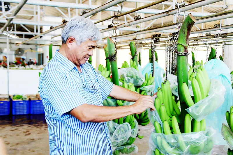 ông Võ Quan Huy chăm chút lô chuối xuất khẩu sang Nhật Bản                       Ảnh: PHIÊU NHIÊN