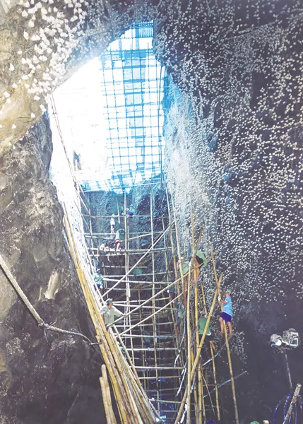 Tiến đến thành lập Hiệp hội Yến sào Việt Nam - Vì sự phát triển bền vững ảnh 1