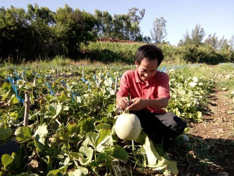 Nông dân xã Bình Phú thu hoạch dưa lưới. Ảnh:Nguyễn Trang