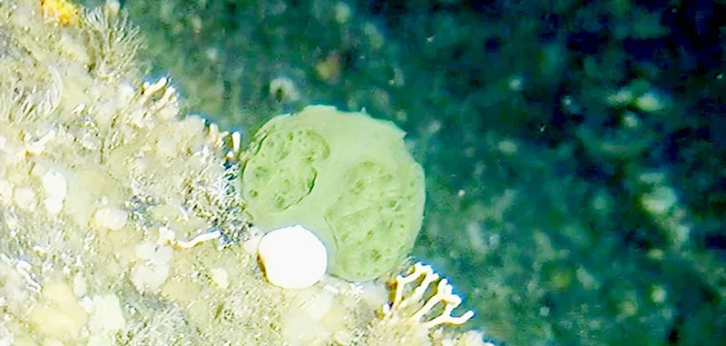 Phát hiện loại bọt biển có thể chữa ung thư tuyến tụy
