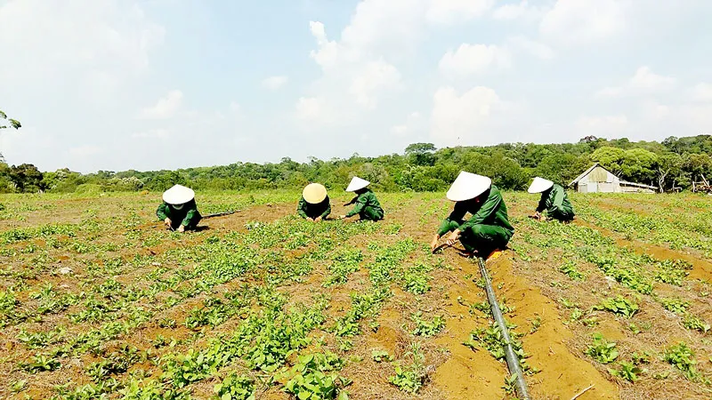 Vườn sâm dây của gia đình anh Hà Văn Đại (xã Đắk Long, huyện Kon Plông, tỉnh Kon Tum)