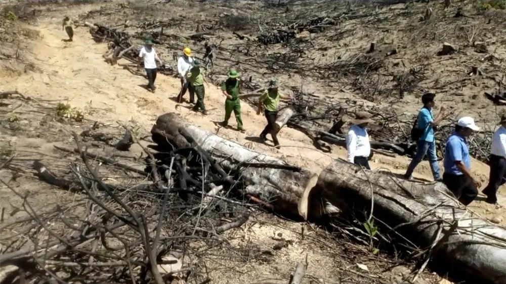 Làm rõ vụ hơn 43ha rừng bị “lâm tặc” triệt hạ ảnh 1
