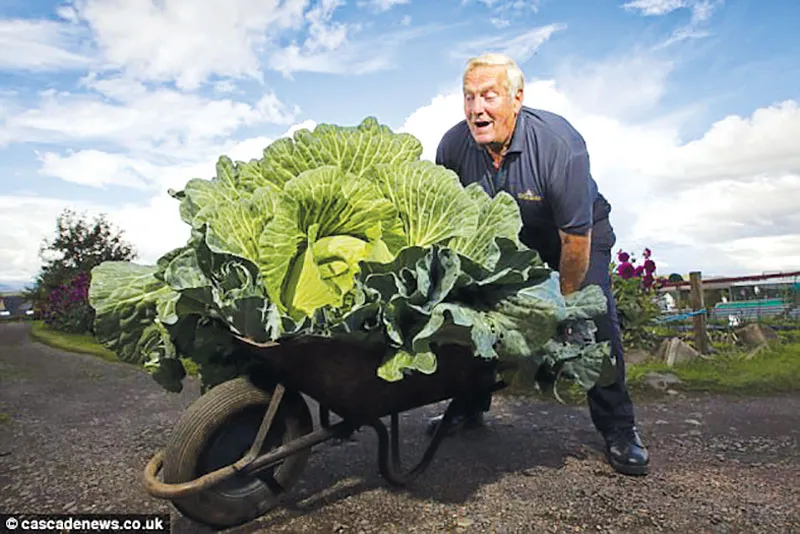 Cải bắp khổng lồ