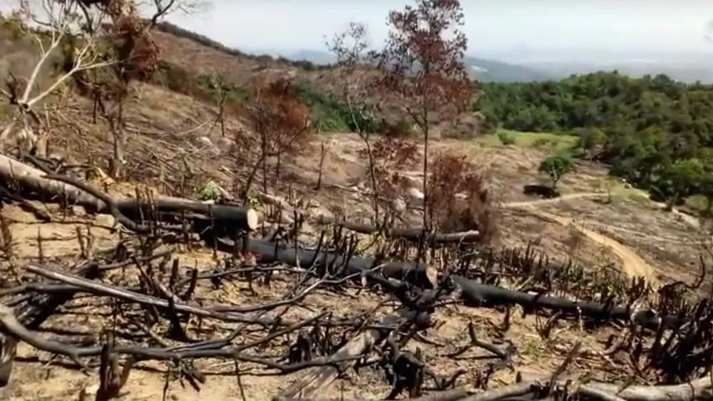 Làm rõ vụ hơn 43ha rừng bị “lâm tặc” triệt hạ ảnh 2