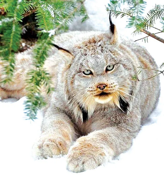 Động vật hoang dã Canada biến mất do biến đổi khí hậu