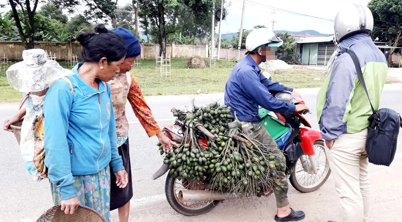 Thương lái mua cau non để bán sang Trung Quốc