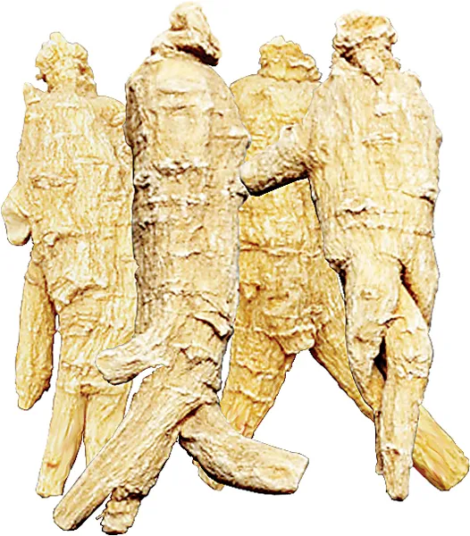 Điều bạn chưa biết về  Nhân sâm Hoa Kỳ ảnh 2