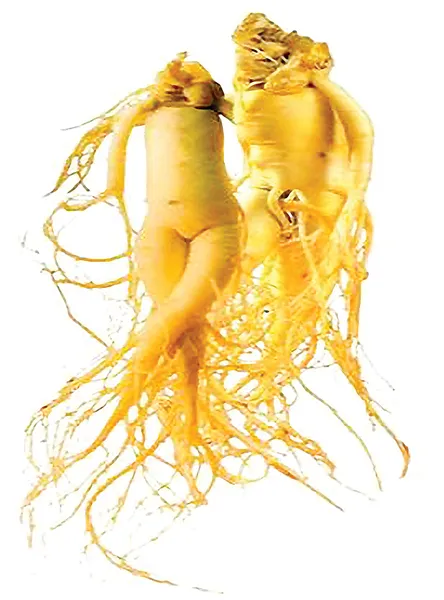 Điều bạn chưa biết về  Nhân sâm Hoa Kỳ ảnh 1