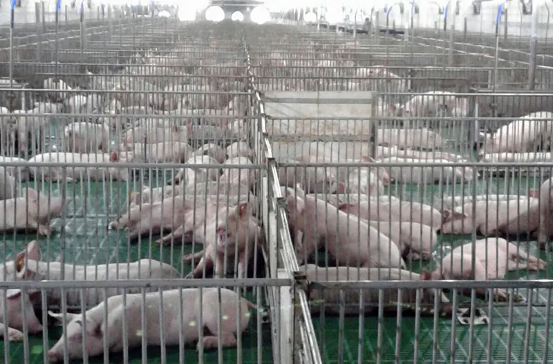 Nhiều doanh nghiệp  đổ vốn vào  nông nghiệp công nghệ cao ảnh 1