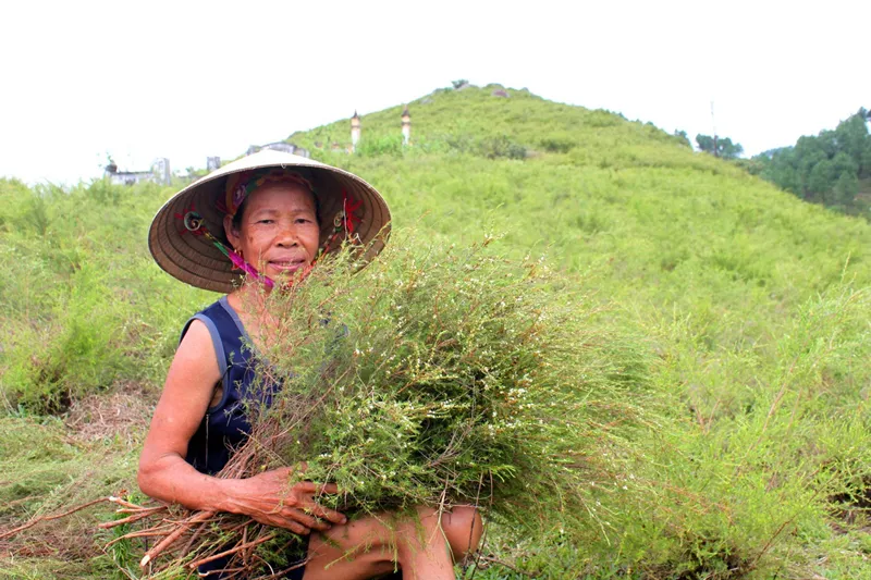 Cây hoang dã xóa nghèo ảnh 1