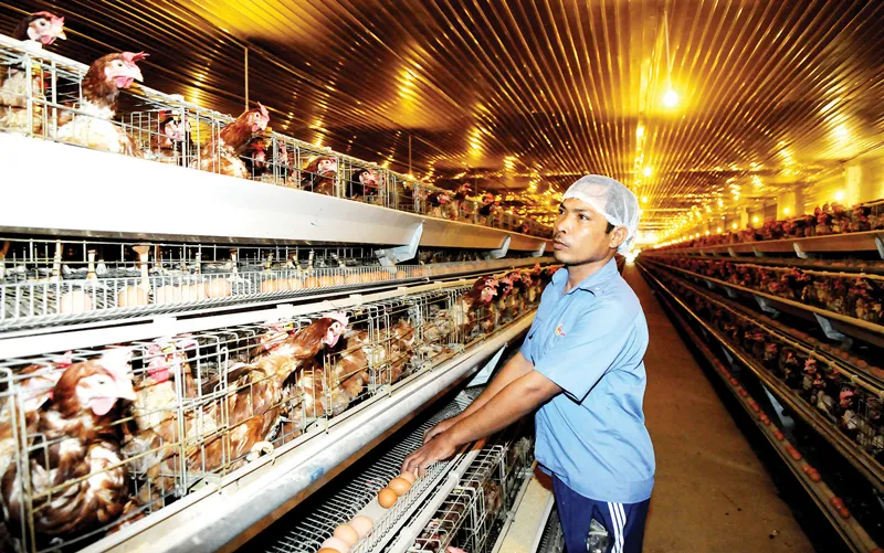 Hình thành chuỗi cung ứng để giảm chi phí trung gian ảnh 2