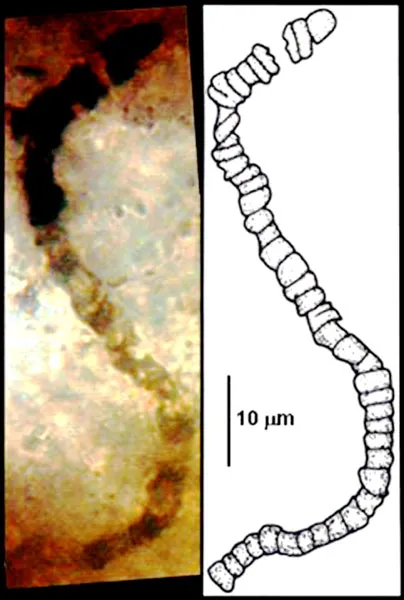 Sự sống xuất hiện cách đây 3,5 tỷ năm