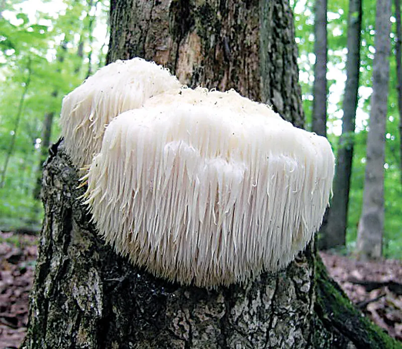 Nấm đầu khỉ Hericium:   Hướng đi mới cho việc cải thiện chất lượng trí não