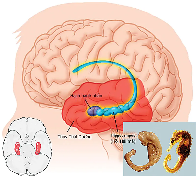 Nấm đầu khỉ Hericium:   Hướng đi mới cho việc cải thiện chất lượng trí não ảnh 1