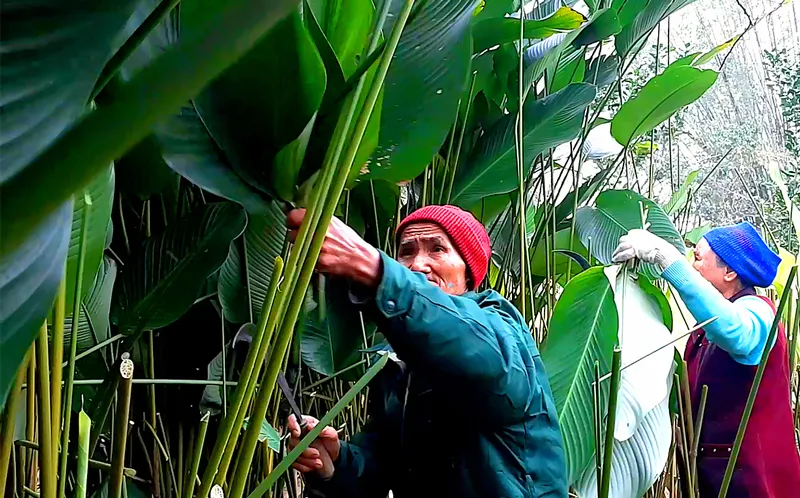 Nông dân Hà Tĩnh tất bật vụ tết ảnh 1