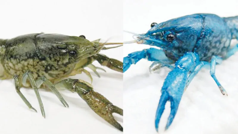 Tôm tự sinh sản