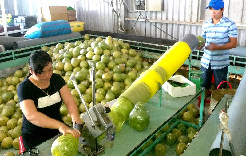 Bưởi Năm Roi xài tem điện tử ảnh 1