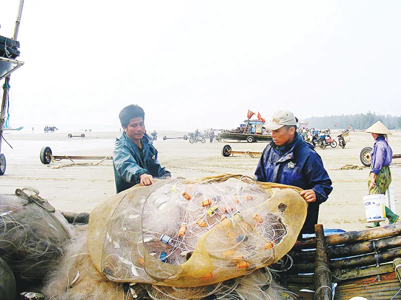 Vui mùa cá trích ảnh 3