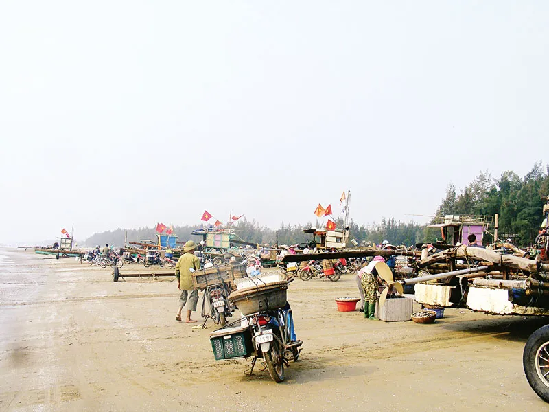 Vui mùa cá trích ảnh 7