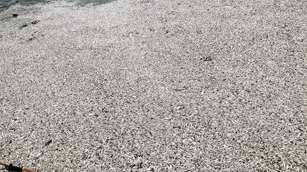 Cá chết ở Hồ Tây do thay đổi nhiệt độ đột ngột