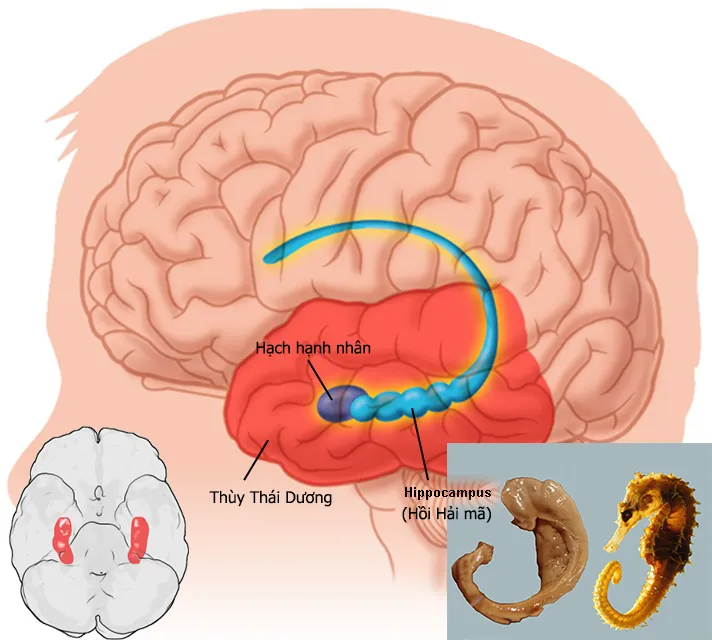 GIỚI THIỆU VỀ NẤM ĐẦU KHỈ HERICIUM & YẾU TỐ TĂNG TRƯỞNG THẦN KINH NGF ảnh 1