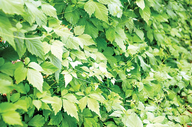 Giảo cổ lam - thảo dược thần kỳ giúp  đẩy lùi tiểu đường, mỡ máu, cao huyết áp