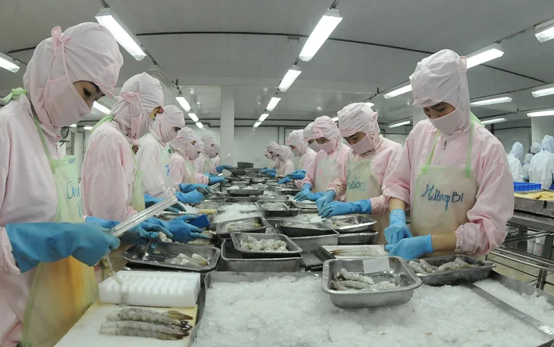 Chế biến tôm xuất khẩu của một doanh nghiệp tại khu vực phía Nam                                                                       Ảnh: CAO THĂNG